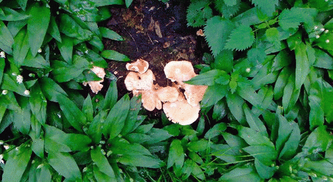 nettle gif botanical witchipedia