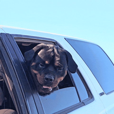 Dog Rottweiler GIF by vannboozy