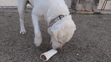 Dogs GIF
