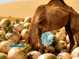 Haklegifs GIF