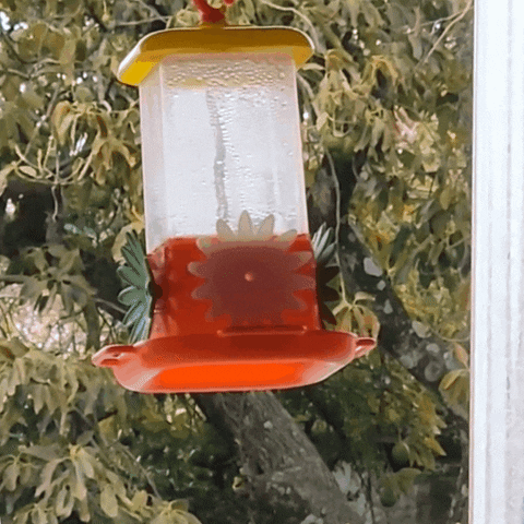 Hummingbird Colibri GIF by radioambulante