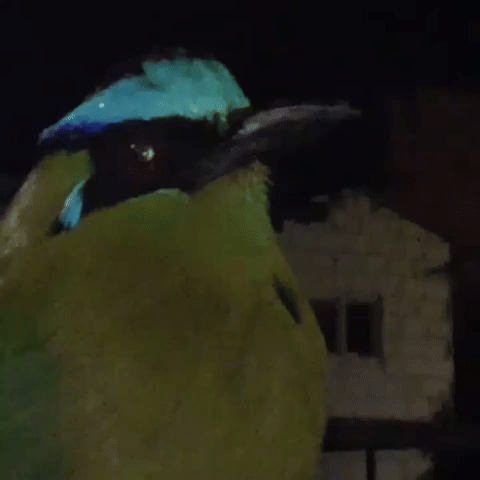 Colombia GIF