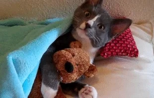 animals spooning hug GIF