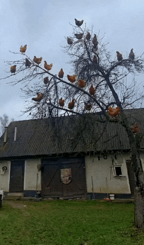 Chicken Tree GIF