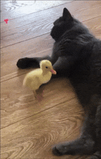 Take A Study Break And Look At Cute Baby Animal GIFs