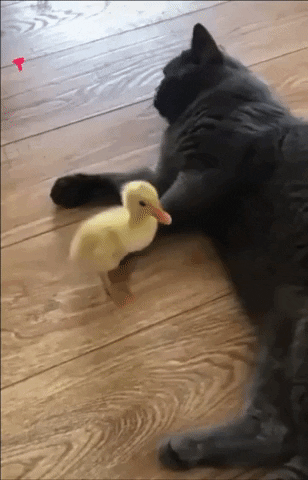Funny-animals-s GIFs - Get the best GIF on GIPHY