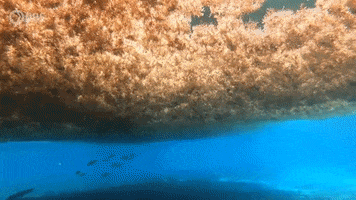 Sargassum Seaweed Water GIF by PBS Digital Studios