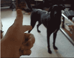 Dead Funny Dog GIF - Find & Share on GIPHY