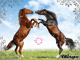 picture horses GIF
