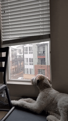Dog GIF