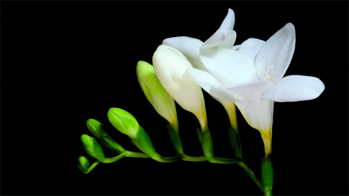öffnende Blüte