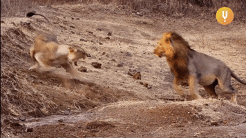 Angry Big Cats GIF by Curiosity Stream