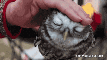 Relaxed Owl GIF
