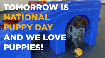 National Puppy Day GIF by Wag Hotels
