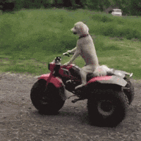 animals dog driving atv
