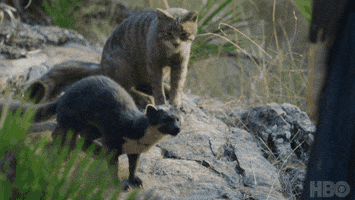 Cat Hbo GIF by His Dark Materials