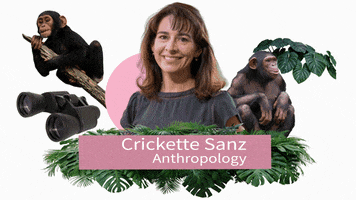 Jane Goodall Chimpanzee GIF by Washington University in St. Louis