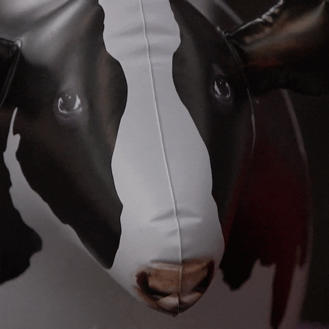 Cow Moo GIF by Big Brother