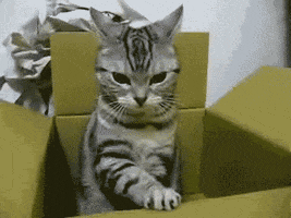 Angry Cat GIF