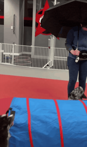 @thepetrepublic GIF