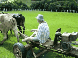 cow mower GIF