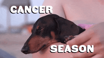 Zodiac Sign Dog GIF by Sealed With A GIF