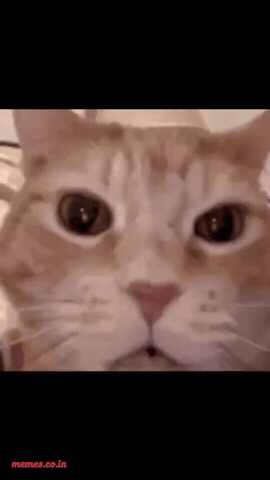 Cat Laugh GIF