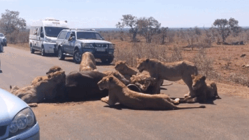 georgemills-9cd1  GIF