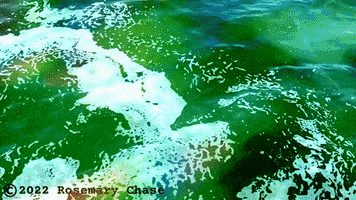 Water Agree GIF
