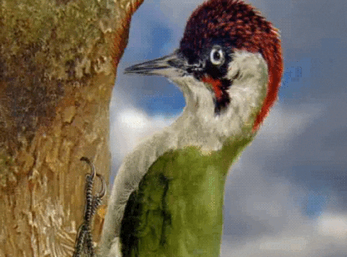 Woodpeckers Gifs Get The Best Gif On Giphy