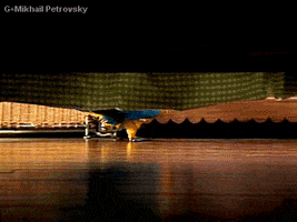 slippers GIF