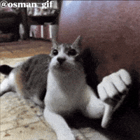 Cat Yes GIF