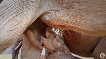 baby elephant GIF