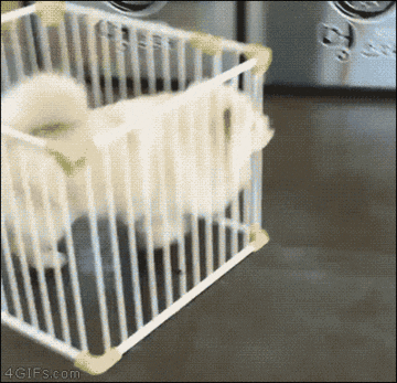 A Dog running in a Crate