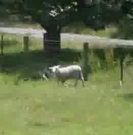 Sheep Spinning GIF by Cheezburger - Find & Share on GIPHY