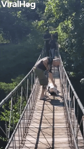 Video gif. Man coaxes dog on a leash down a narrow wooden footbridge, which the dog resists by lying down or crawling slowly.