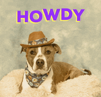 Adopt Conway Twitty GIF by Nebraska Humane Society