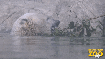 Hungry Conservation GIF by Brookfield Zoo