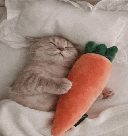 Cat Sleep GIF