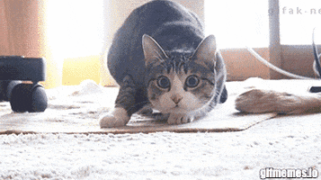 Crypto GIF by MAKA Finance