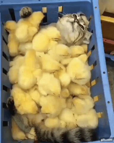 Video gif. A cat reclining with its belly up in a basket and many, many chicks are laying and crawling all over them. There are so many chicks that we can only see the cat's face and paw and it's a very cute interaction.