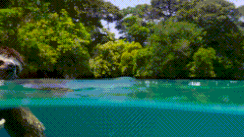 sloth swimming GIF