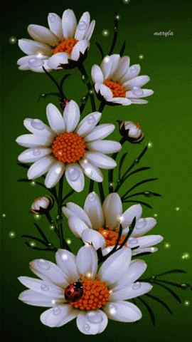 daisies GIF