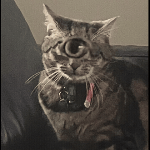 Cat GIF