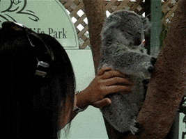 Koala Ears GIF
