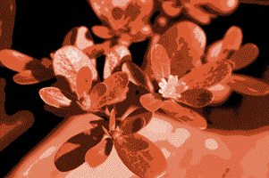 Colors GIF