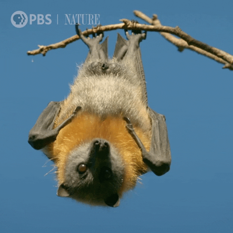 Just Hanging Bbc GIF by Nature on PBS