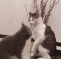 cat fight GIF