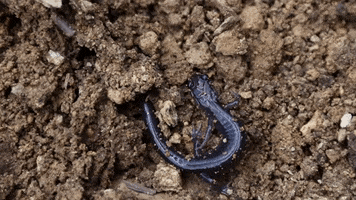 Wildlife Newt GIF by JC Property Professionals