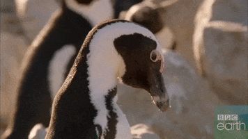 couple love GIF by BBC Earth
